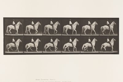 Planche 577. Marcher; Selle; Irrégulier; Cheval blanc Clinton - Eadweard Muybridge