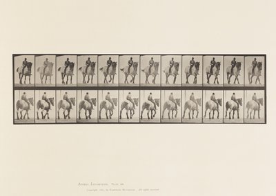 Planche 578. Marche; À Cru; Cheval Belge Gris Foncé Dusel - Eadweard Muybridge