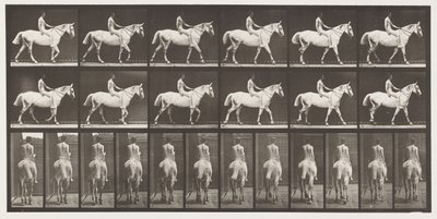 Marche; À cru; Cavalier, 43, nu; Cheval gris clair Smith - Eadweard Muybridge