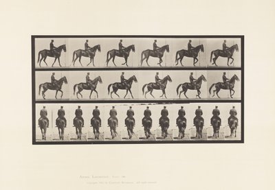 Marche; Selle; Irrégulier; Jument brune Beauty - Eadweard Muybridge