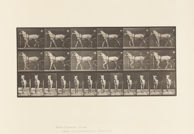 Marche; Sulky; Jument gris clair Katydid - Eadweard Muybridge