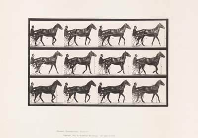 Planche 588. Marcher; Sulky; Cheval bai Reuben - Eadweard Muybridge