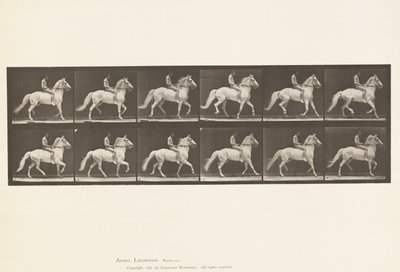 Planche 590. Amble - Eadweard Muybridge