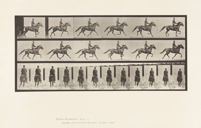 Planche 592. Balancement (Amble); Selle; Cheval Brun Pronto - Eadweard Muybridge