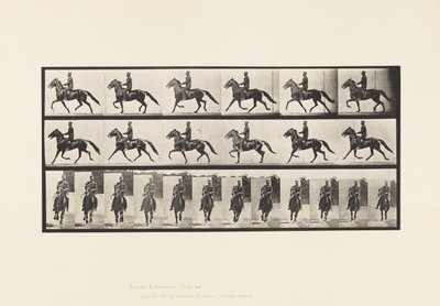 Planche 593. Balancement (Amble); Selle; Cheval Brun Pronto - Eadweard Muybridge