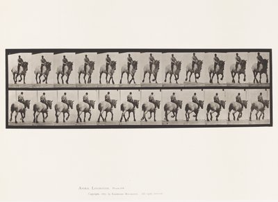 Planche 599. Trot; À Cru; Gris Foncé Dusel - Eadweard Muybridge
