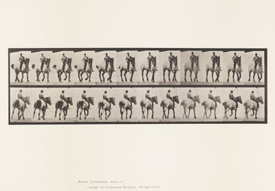 Planche 600. Trotter; À cru; Gris foncé Dusel - Eadweard Muybridge
