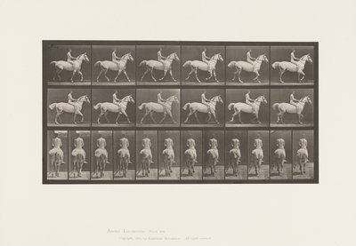 Planche 602. Trot; À cru; Cavalier, 43, Nu; Cheval gris clair - Eadweard Muybridge