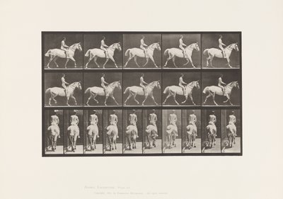 Planche 603. Trot; Selle; Chevauchée, 43, Large, Cheval Gris Clair Smith - Eadweard Muybridge