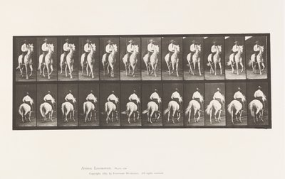 Planche 604. Trot; Selle; Cheval Blanc, Elberon - Eadweard Muybridge