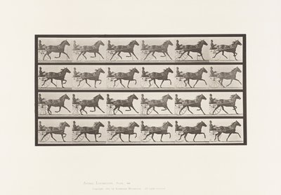 Planche 609. Trot; Sulky; Jument Bai, Lizzie M. - Eadweard Muybridge