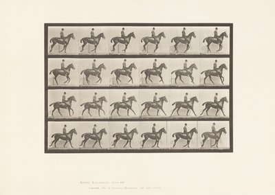 Planche 616. Petit Galop; Selle; Cheval Bai Daisy - Eadweard Muybridge