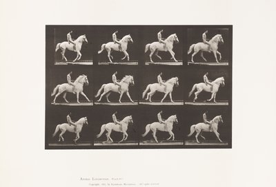 Planche 617. Galop; À cru; Cavalier, 106, Nu; Cheval blanc Clinton, 1885 - Eadweard Muybridge