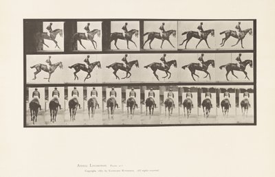 Planche 620. Petit Galop; Selle; Jument Pur-Sang Bai Annie 6 - Eadweard Muybridge