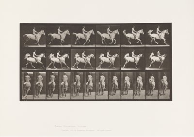 Planche 622. Galop; Selle; Cavalier, 43, Nu; cheval gris, 1885 - Eadweard Muybridge