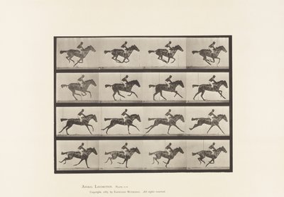 Planche 626. Galop; Jument Pur-Sang Bai Annie G. - Eadweard Muybridge