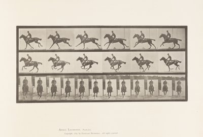 Planche 631. Galop; Selle; Cheval Pur-Sang Bai Bouquet - Eadweard Muybridge