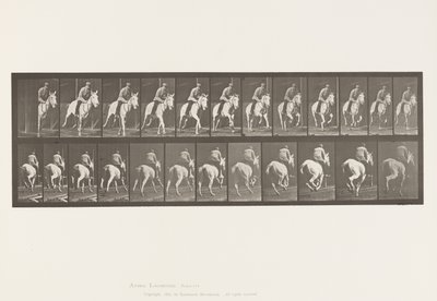 Planche 635. Galop; Selle; Jument Grise, Pandora - Eadweard Muybridge