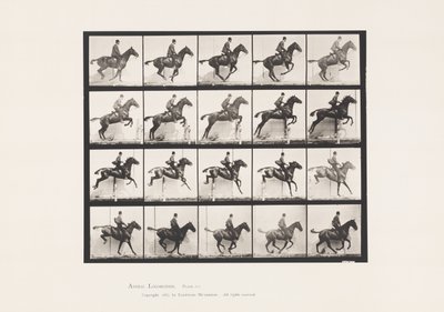 Planche 640. Sauter une haie; Selle; Cheval bai Daisy - Eadweard Muybridge