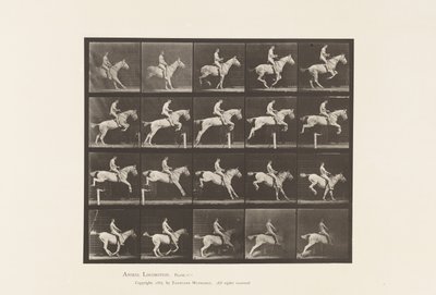 Planche 642. Sauter une haie; Selle; Cavalier, 105, Nu; Jument grise, 1885 - Eadweard Muybridge