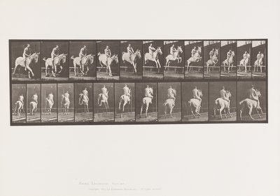 Planche 647. Sautant une haie ; À cru ; Cavalier - Eadweard Muybridge