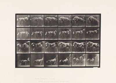 Sauter par-dessus trois chevaux; A,B; cheval alezan Hornet - Eadweard Muybridge