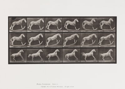 Planche 649.A, Frelon, Balançant; B, Aigle, Rouleau de Baril, Etc. - Eadweard Muybridge