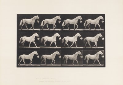Planche 650. Marchant avec un seau dans la bouche ; Cheval gris clair - Eadweard Muybridge