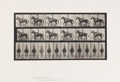 Planche 654. Marchant; Selle; Boitant, Patte Avant Droite; Cheval-Buckskin - Eadweard Muybridge