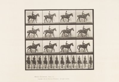 Planche 655. Marche; Selle; Éparvin, patte arrière droite; Cheval - Eadweard Muybridge