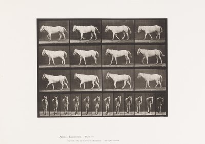 Planche 656. Marche libre; Ossification du cartilage - Eadweard Muybridge
