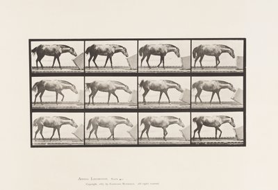 Planche 657. Rouler une boîte; Poney, Lotta - Eadweard Muybridge