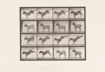 Planche 658. Mule ; A, ruant ; B, ruant Ruth - Eadweard Muybridge