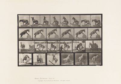Planche 660. Mule; Performances diverses Denver - Eadweard Muybridge
