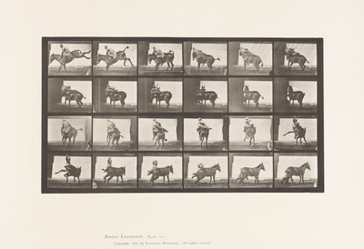 Planche 661. Mule ; A, B, un animal réfractaire Ruth - Eadweard Muybridge