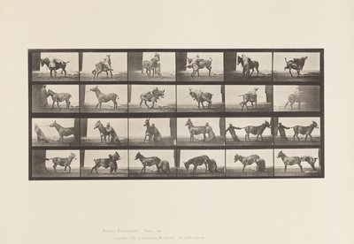 Planche 662. Mule; A, B, Un Animal Réfractaire Denver - Eadweard Muybridge