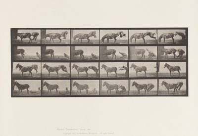 Planche 663. Mule; A, B, Un Animal Réfractaire Denver - Eadweard Muybridge