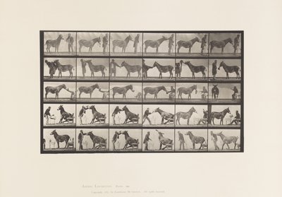 Planche 664. Mule; Diverses performances; à une table, etc. - Eadweard Muybridge