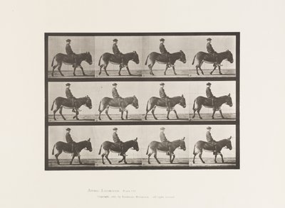 Âne; marchant; sans selle; un garçon chevauchant, Jennie - Eadweard Muybridge