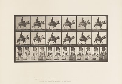 Planche 667. Âne ; Marchant ; Selle ; Un garçon chevauchant, zoo - Eadweard Muybridge