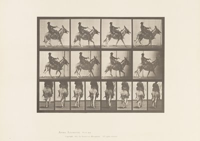 Planche 668. Âne; Amblant; Selle; Un Garçon Montant, Zoo - Eadweard Muybridge