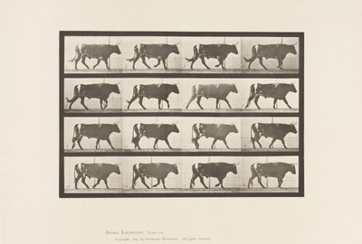 Planche 669. Bœuf marchant - Eadweard Muybridge