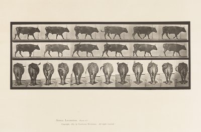 Planche 671. Bœuf; Marchant - Eadweard Muybridge