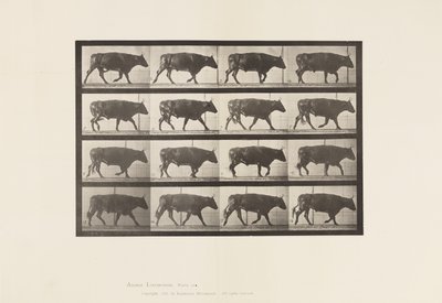 Planche 672. Bœuf; Trottant - Eadweard Muybridge