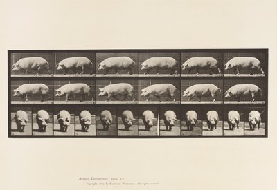 Truie; marchant - Eadweard Muybridge