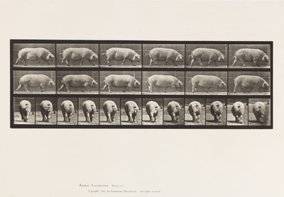 Truie; marchant - Eadweard Muybridge