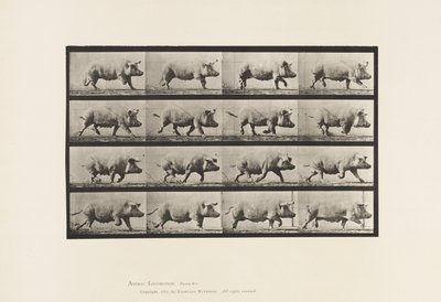 Planche 675. Truie trottant - Eadweard Muybridge