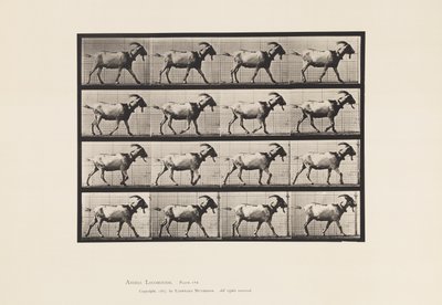 Chèvre; marchant - Eadweard Muybridge