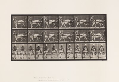 Planche 677. Chèvre; Marchant en sulky - Eadweard Muybridge