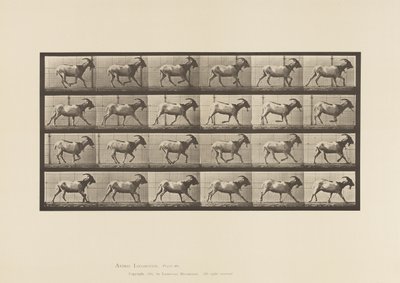 Planche 679. Chèvre; Galopant - Eadweard Muybridge